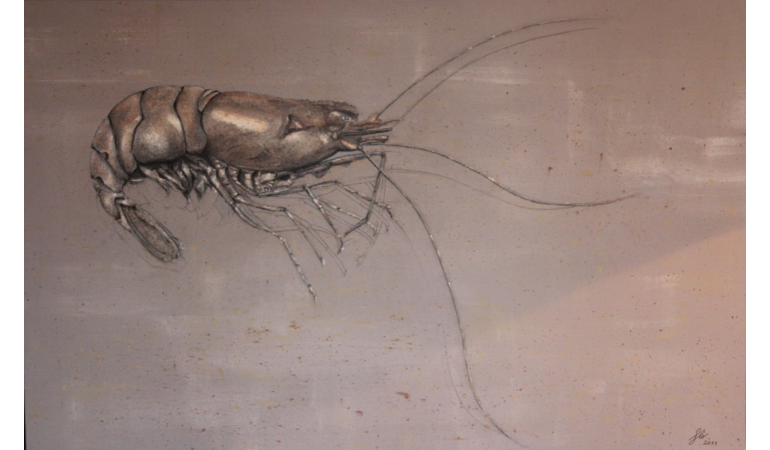 La crevette de Lobé